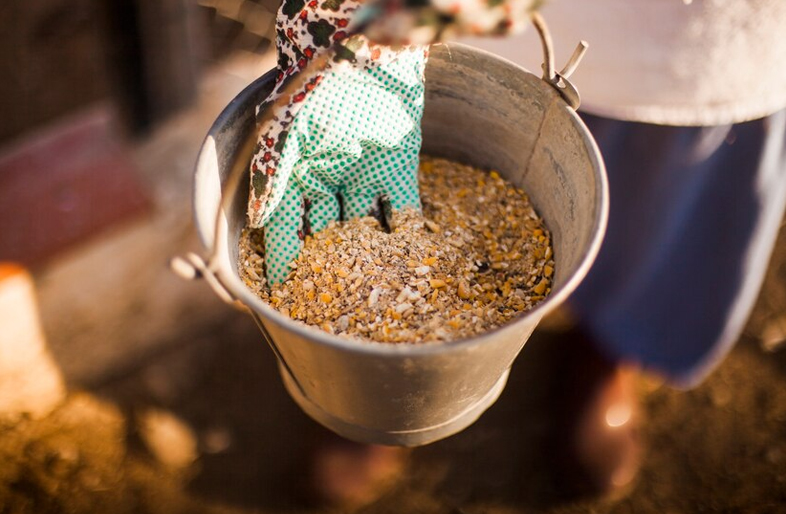 Our Nutritious Dried Mealworms Chicken Feed